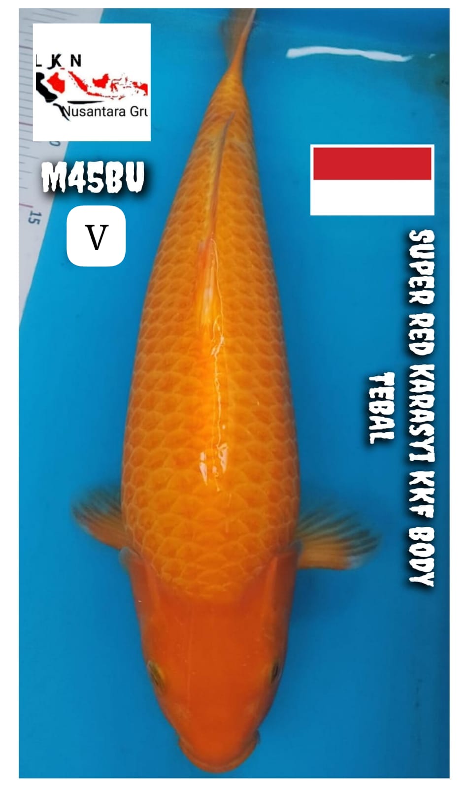 SUPER RED KARASYI KKF BODY TEBAL PUNUK JUMBO LOKASI BOJONEGORO 45BU 43cm