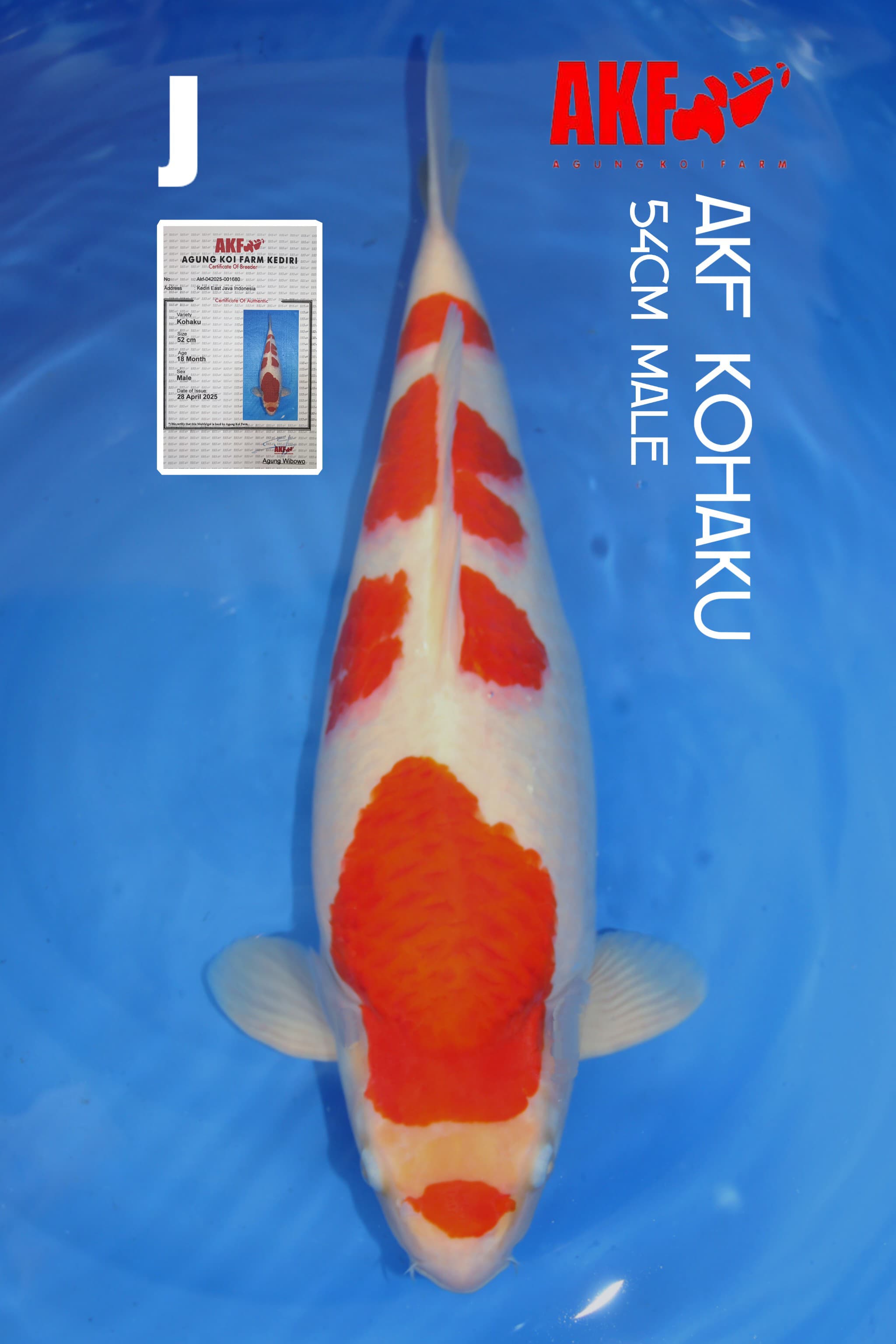 AKF KOHAKU 54cm