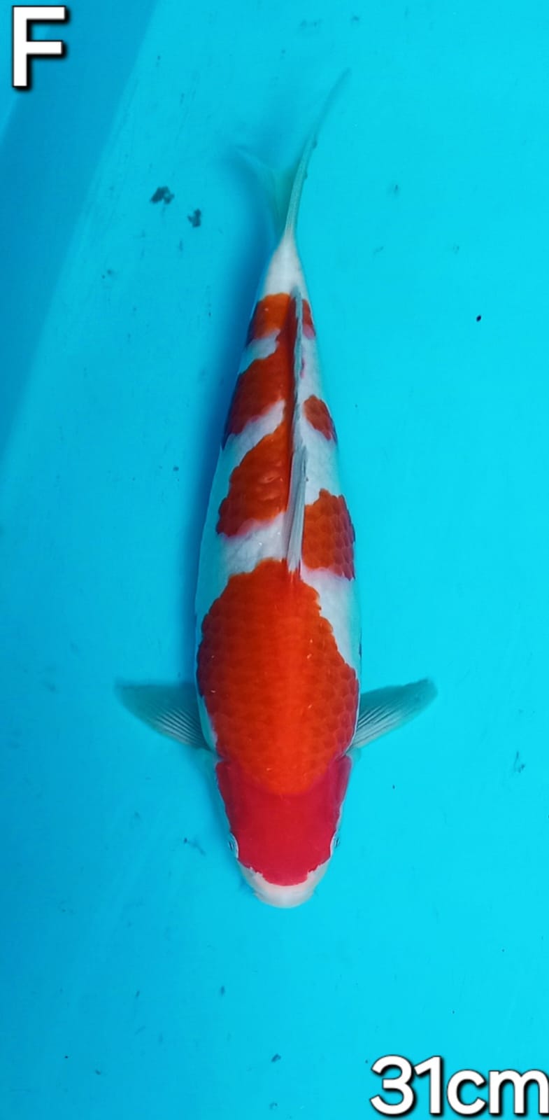 KOHAKU SQHQ 31cm