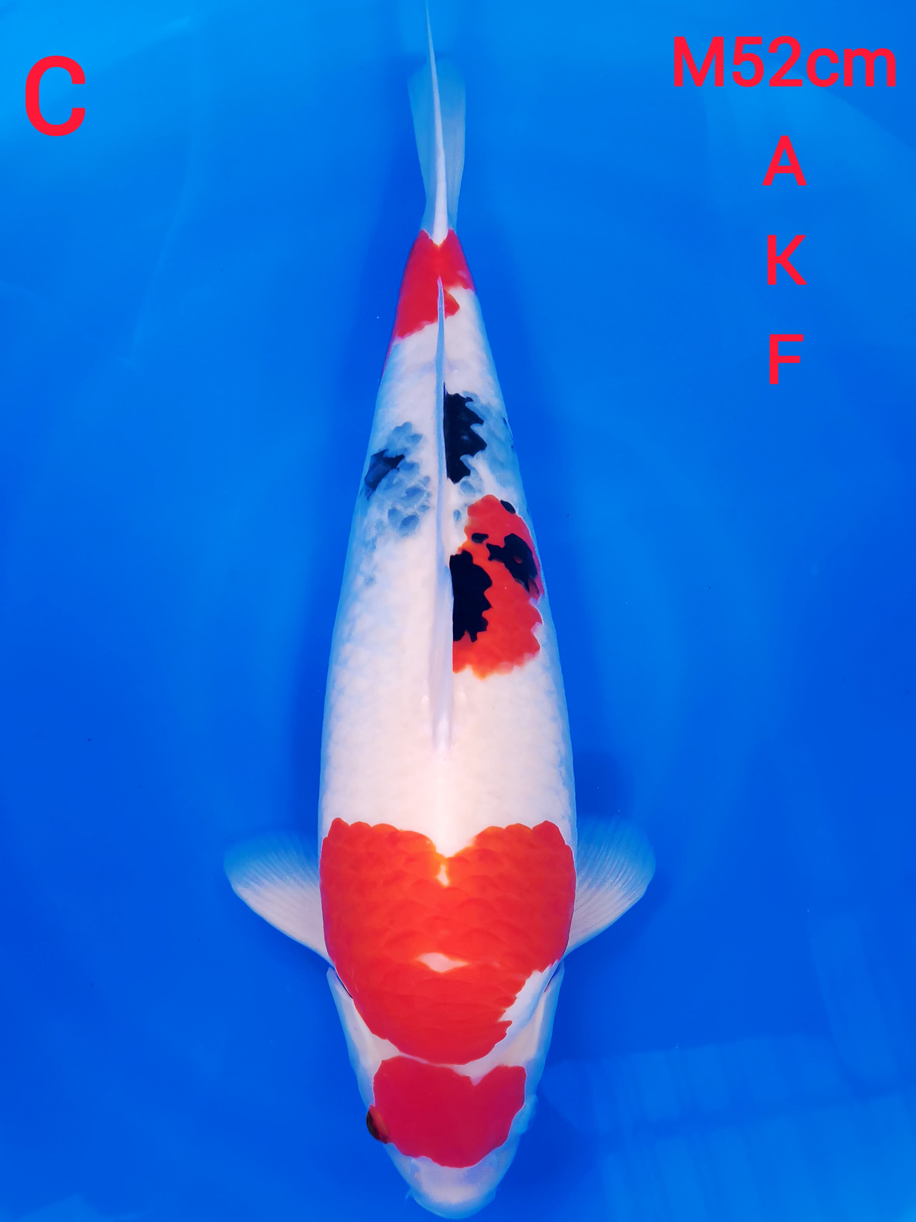 SHOWA TATEGOI AKF 52cm