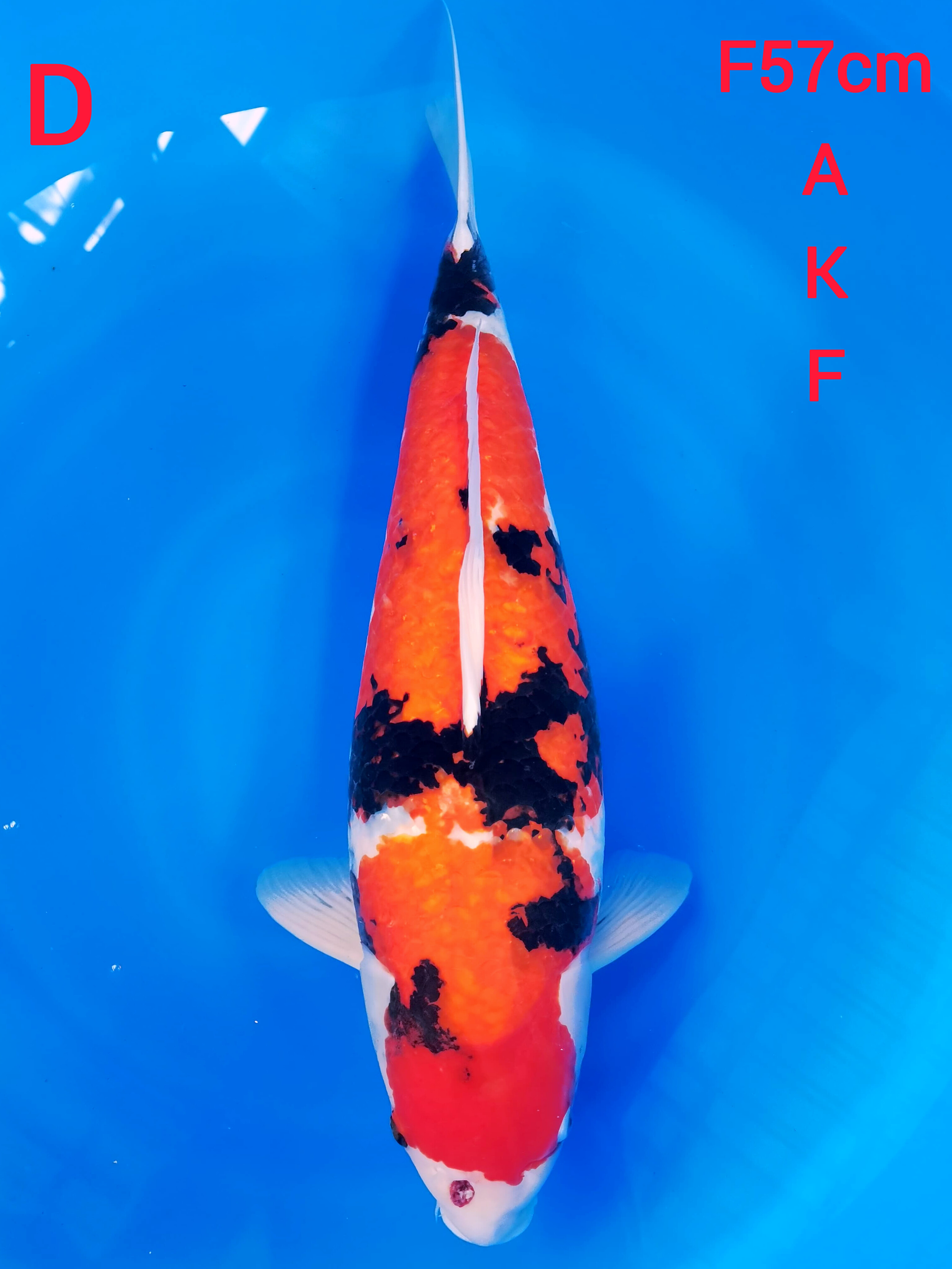 SHOWA SANSHOKU AKF 57cm