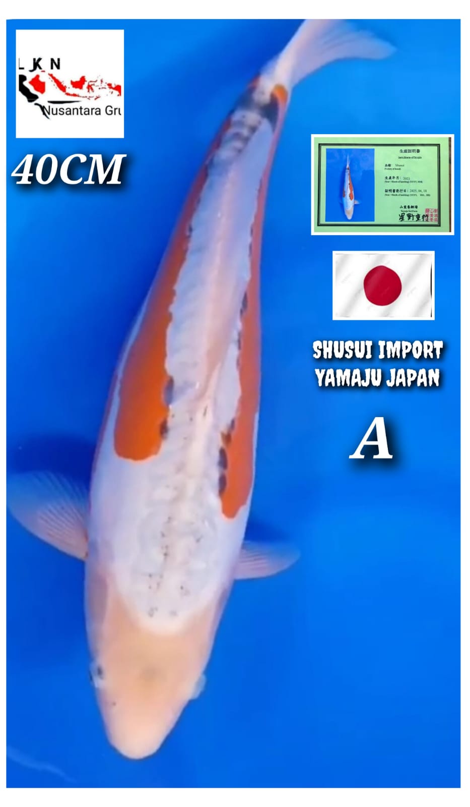 IMPORT HANA SHUSUI YAMAJU JAPAN ORIGINAL LOKASI BOGOR 40cm