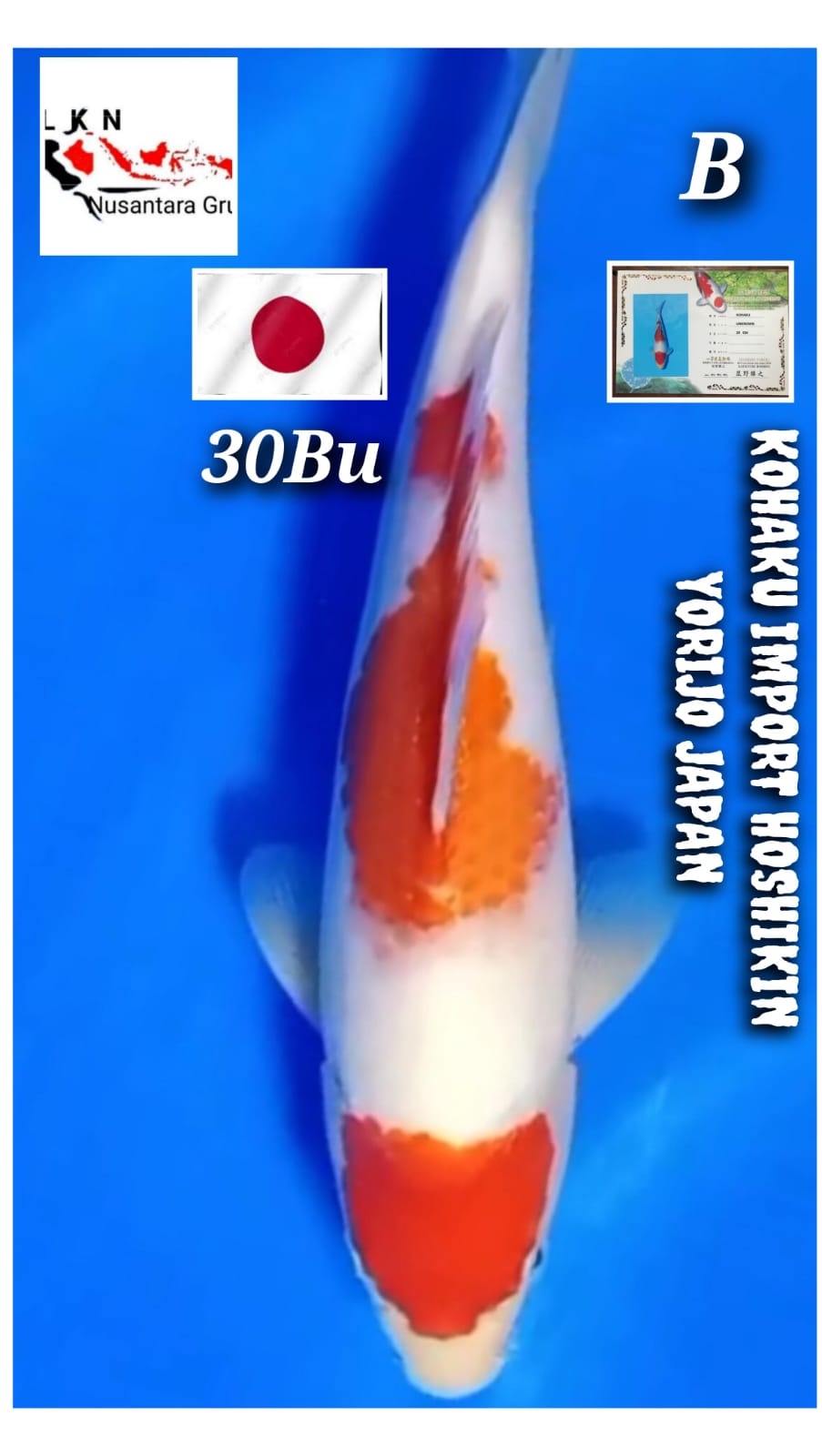 IMPORT KOHAKU HOSHIKIN JAPAN ORIGINAL LOKASI BOGOR 30BU 29cm