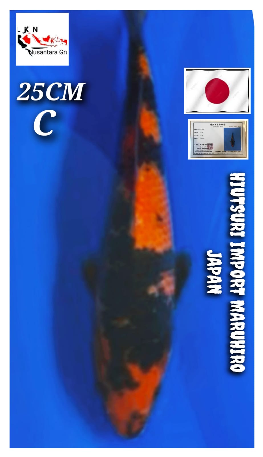 IMPORT HIUTSURI MARUHIRO ORIGINAL JAPAN LOKASI BOGOR 25cm