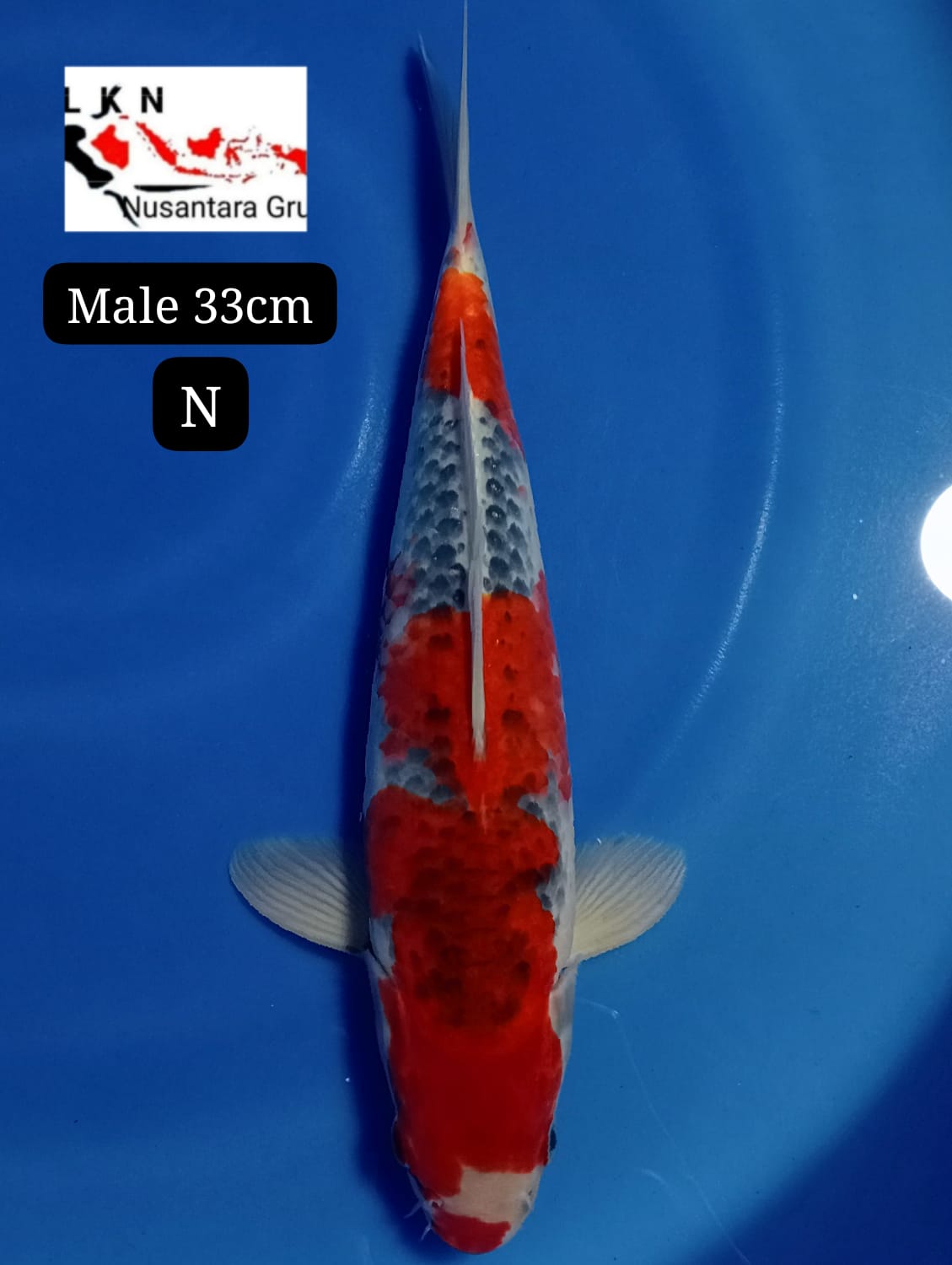 SUPER GHOSIKI MALE ORIGINAL ISTIMEWA LOKASI BLITAR 33cm