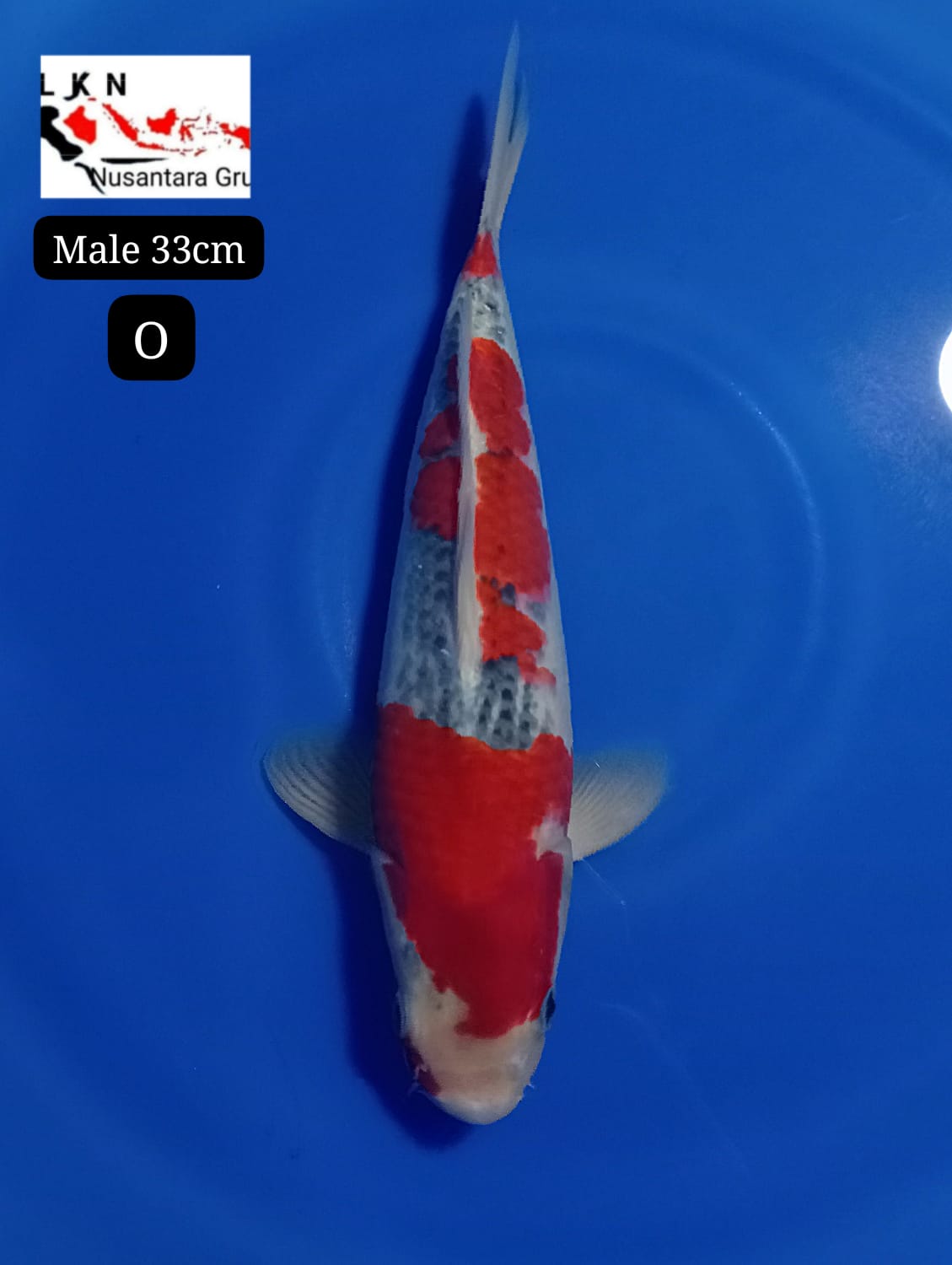 SUPER GHOSIKI MALE ORIGINAL ISTIMEWA LOKASI BLITAR 33cm