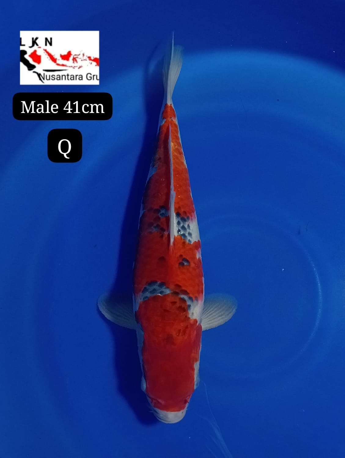 SUPER GHOSIKI MALE ORIGINAL ISTIMEWA LOKASI BLITAR 41cm