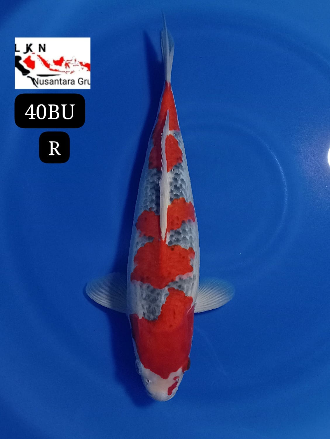 SUPER GHOSIKI UNCHEK ORIGINAL ISTIMEWA LOKASI BLITAR 40BU 39cm
