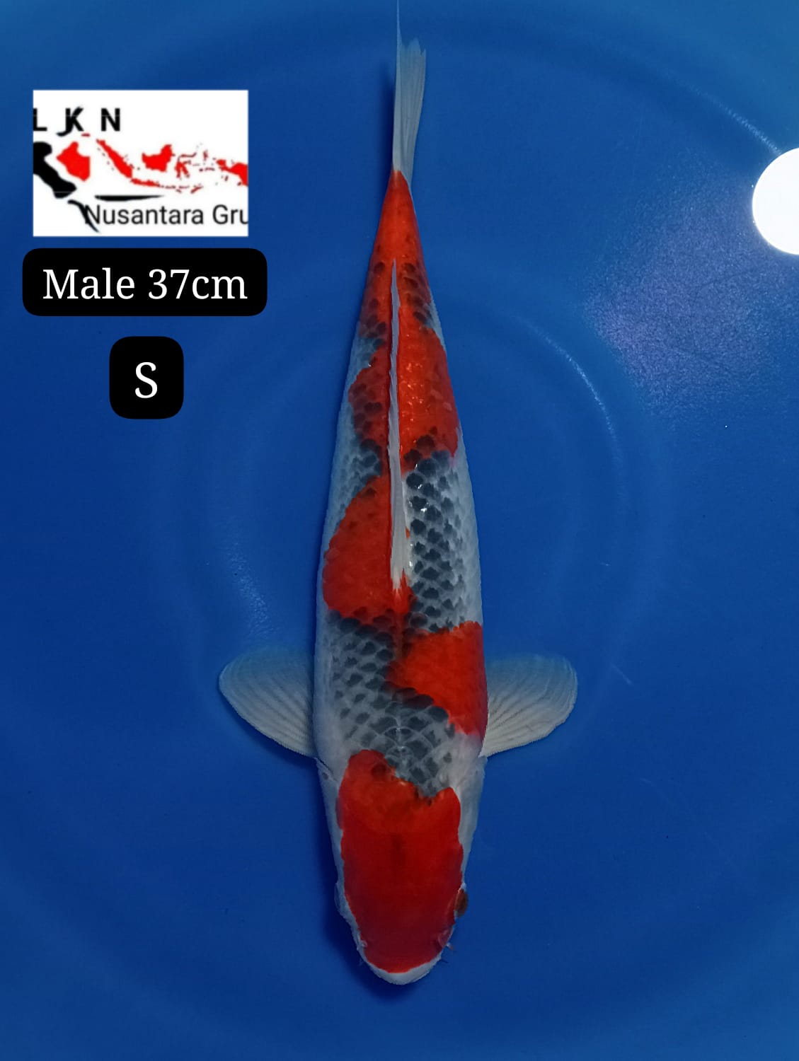 SUPER GHOSIKI MALE ORIGINAL ISTIMEWA LOKASI BLITAR 40BU 37cm