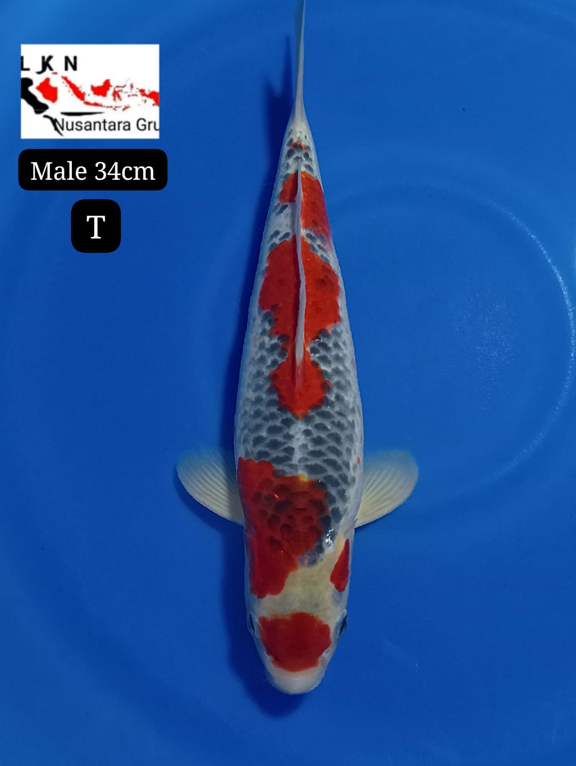 SUPER GHOSIKI MALE ORIGINAL ISTIMEWA LOKASI BLITAR 34cm