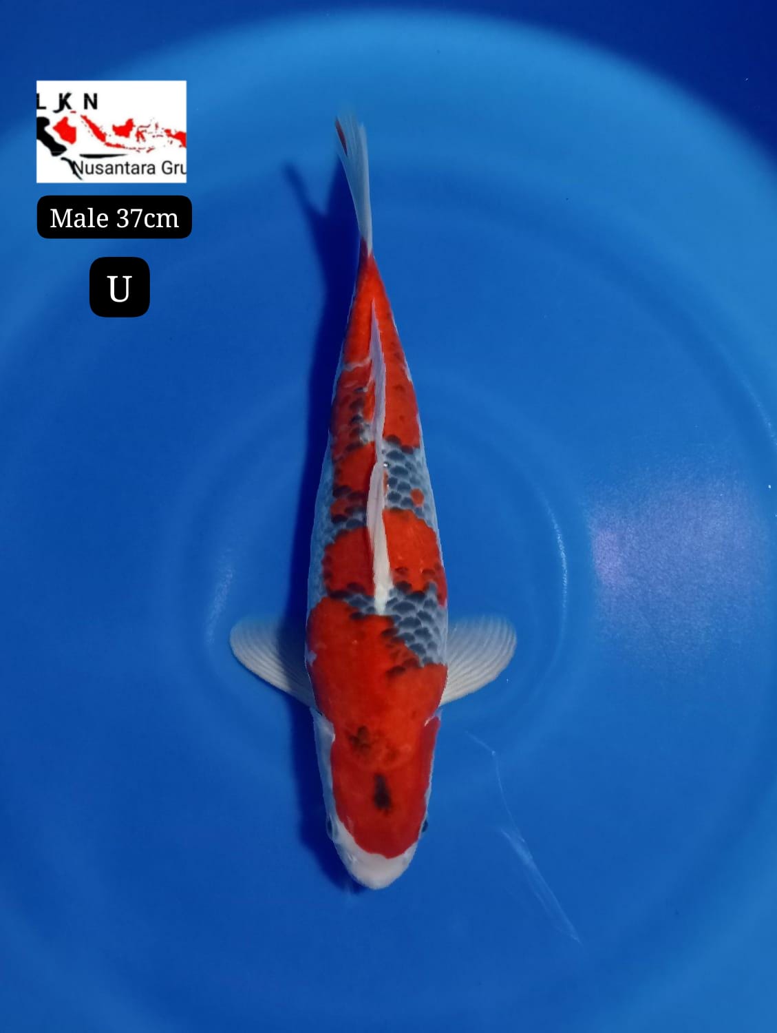 SUPER GHOSIKI MALE ORIGINAL ISTIMEWA LOKASI BLITAR 37cm