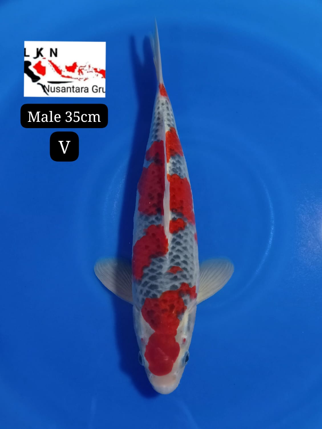 SUPER GHOSIKI MALE ORIGINAL ISTIMEWA LOKASI BLITAR 35cm