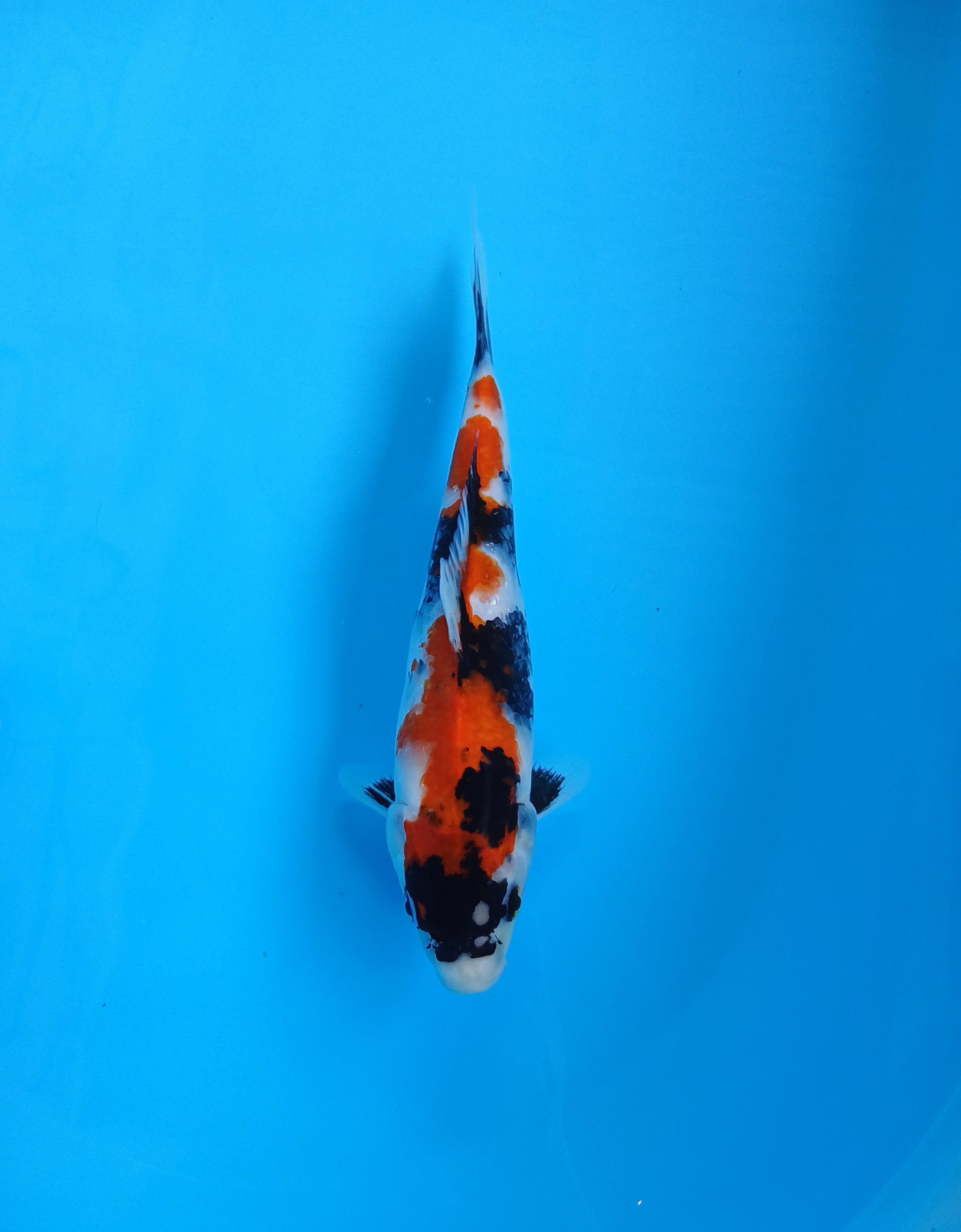 SHOWA 25cm