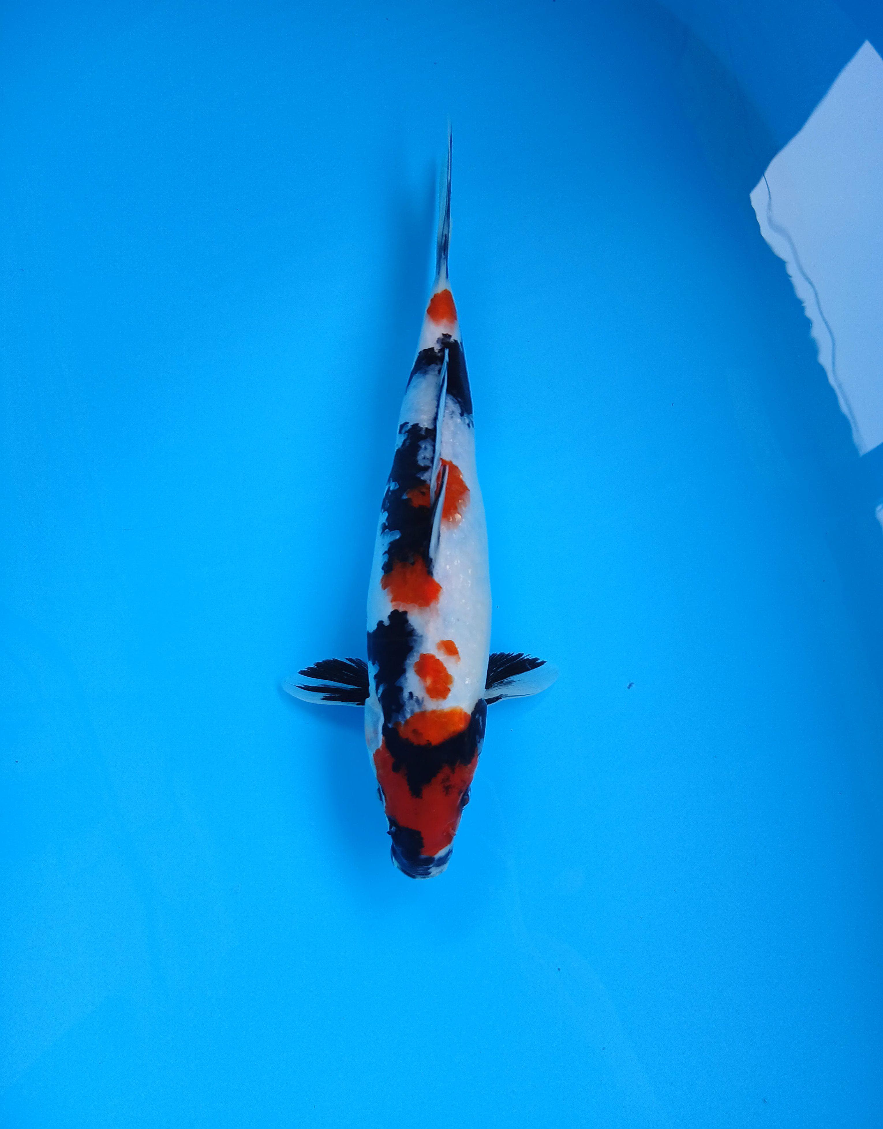 SHOWA 30cm