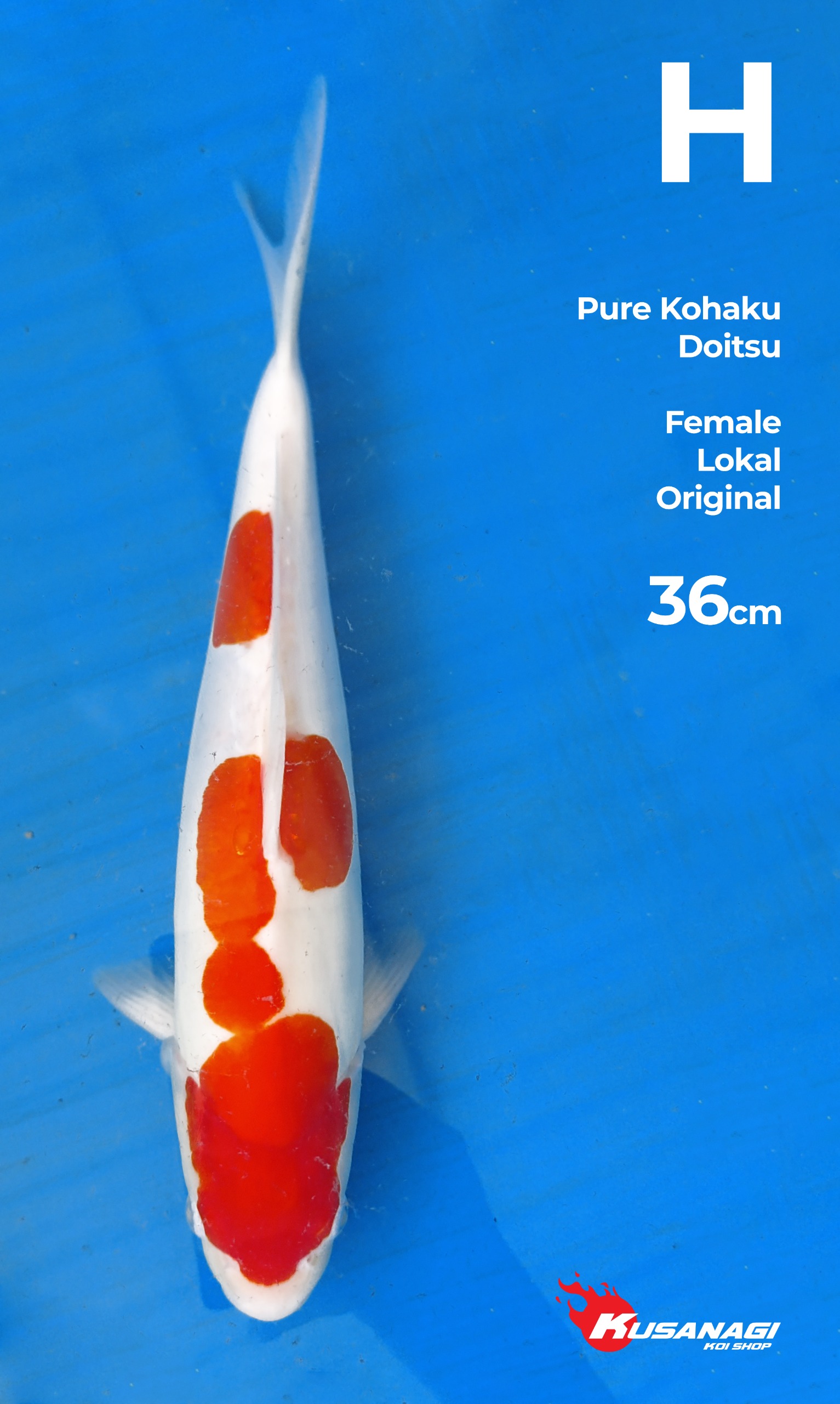 KOHAKU DOITSU FEMALE 36cm