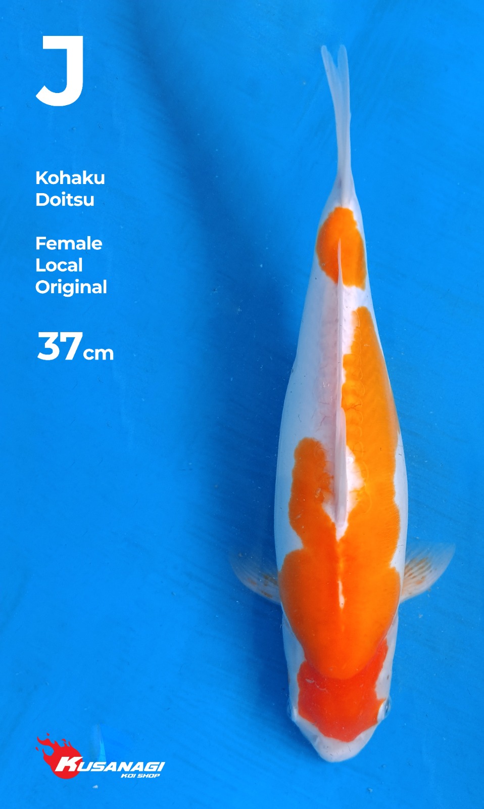KOHAKU DOITSU 2 STEP FEMALE 37cm