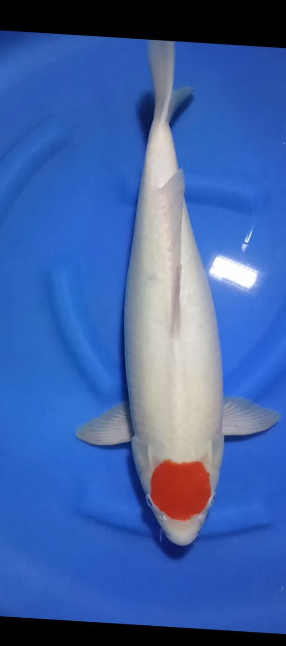 TANCO KOHAKU 49cm