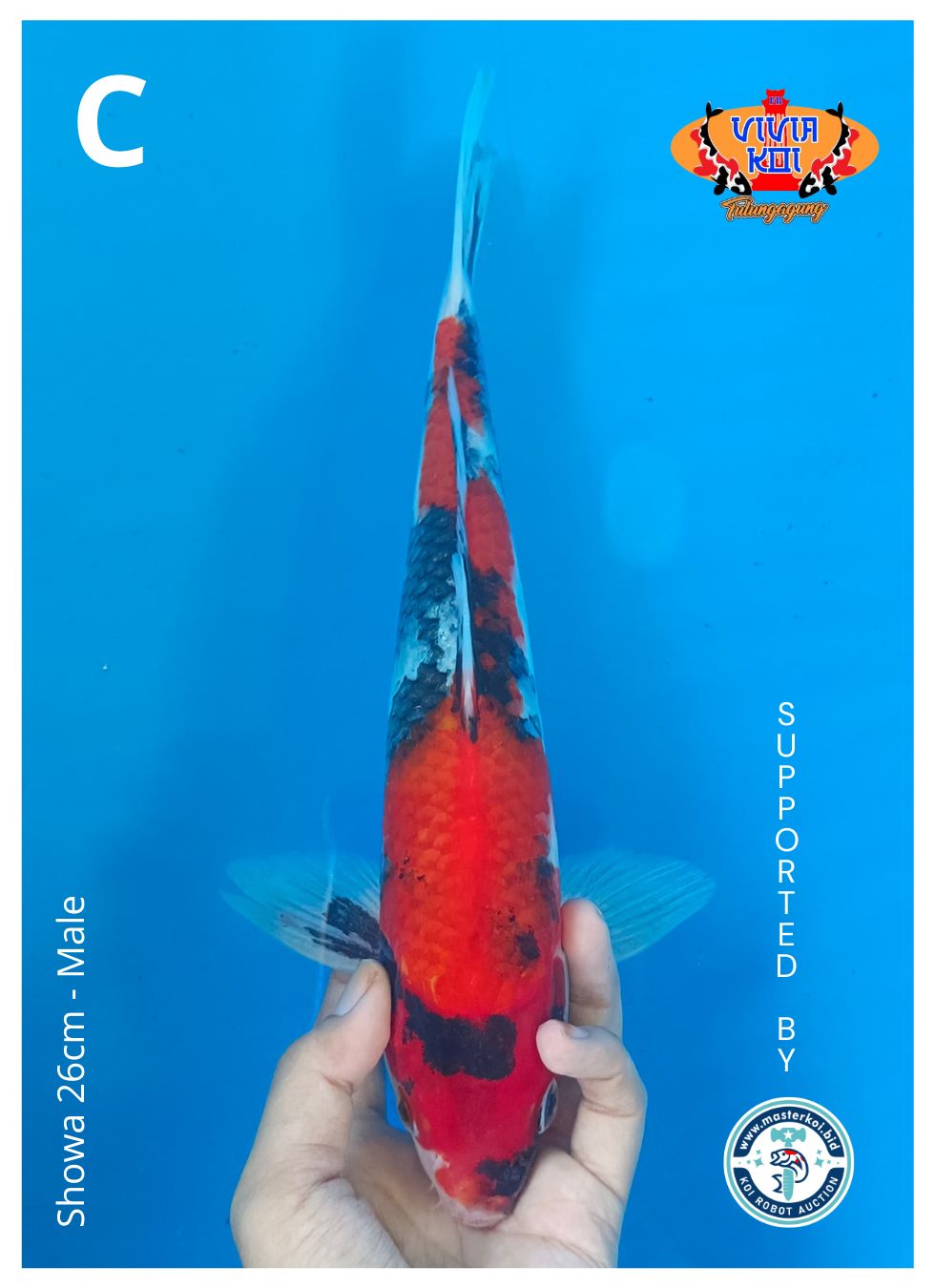 SHOWA 26cm
