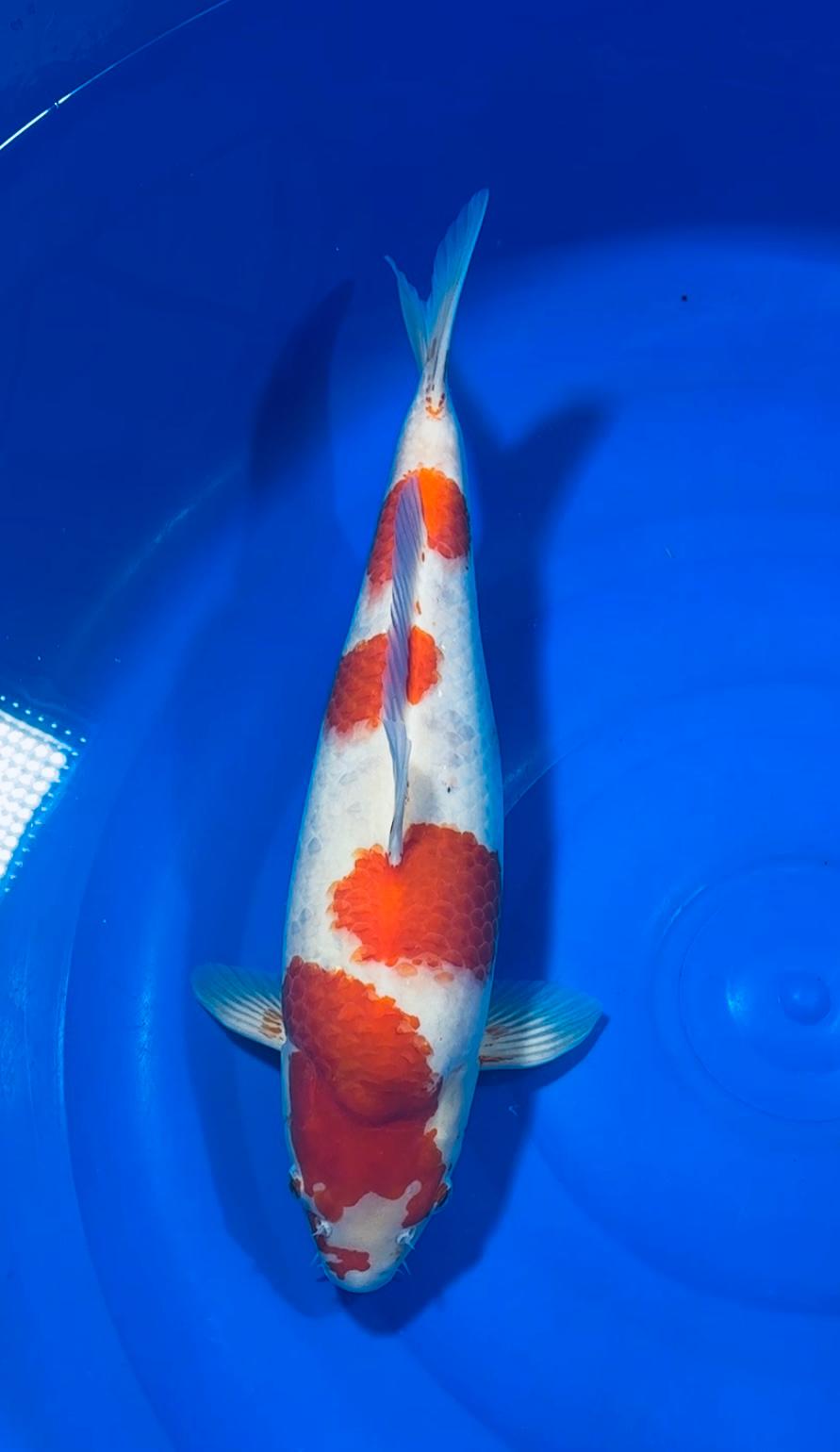 KOHAKU 45cm