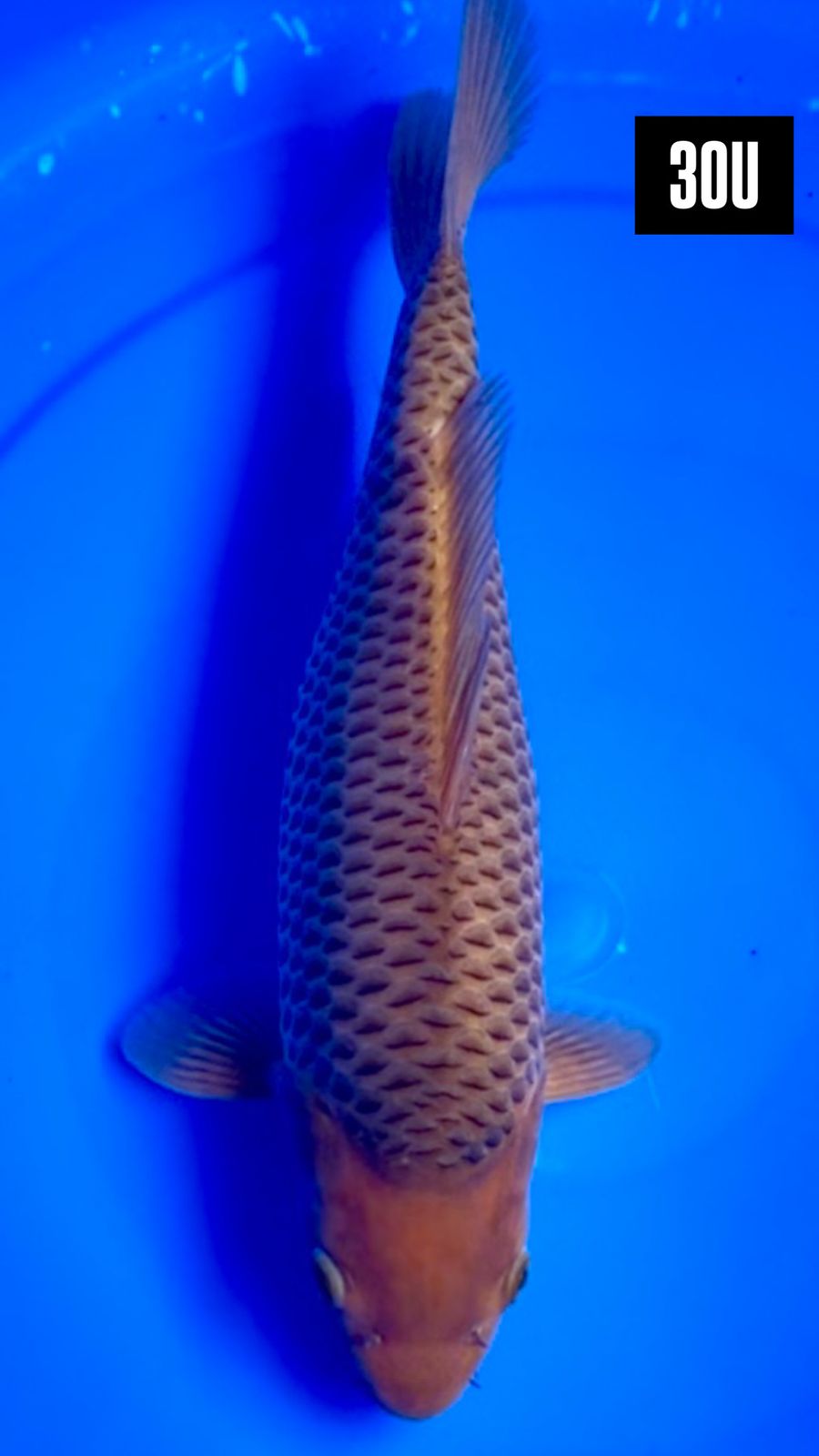 CHAGOI CARAMEL BREEDER KHUSNUL 30cm