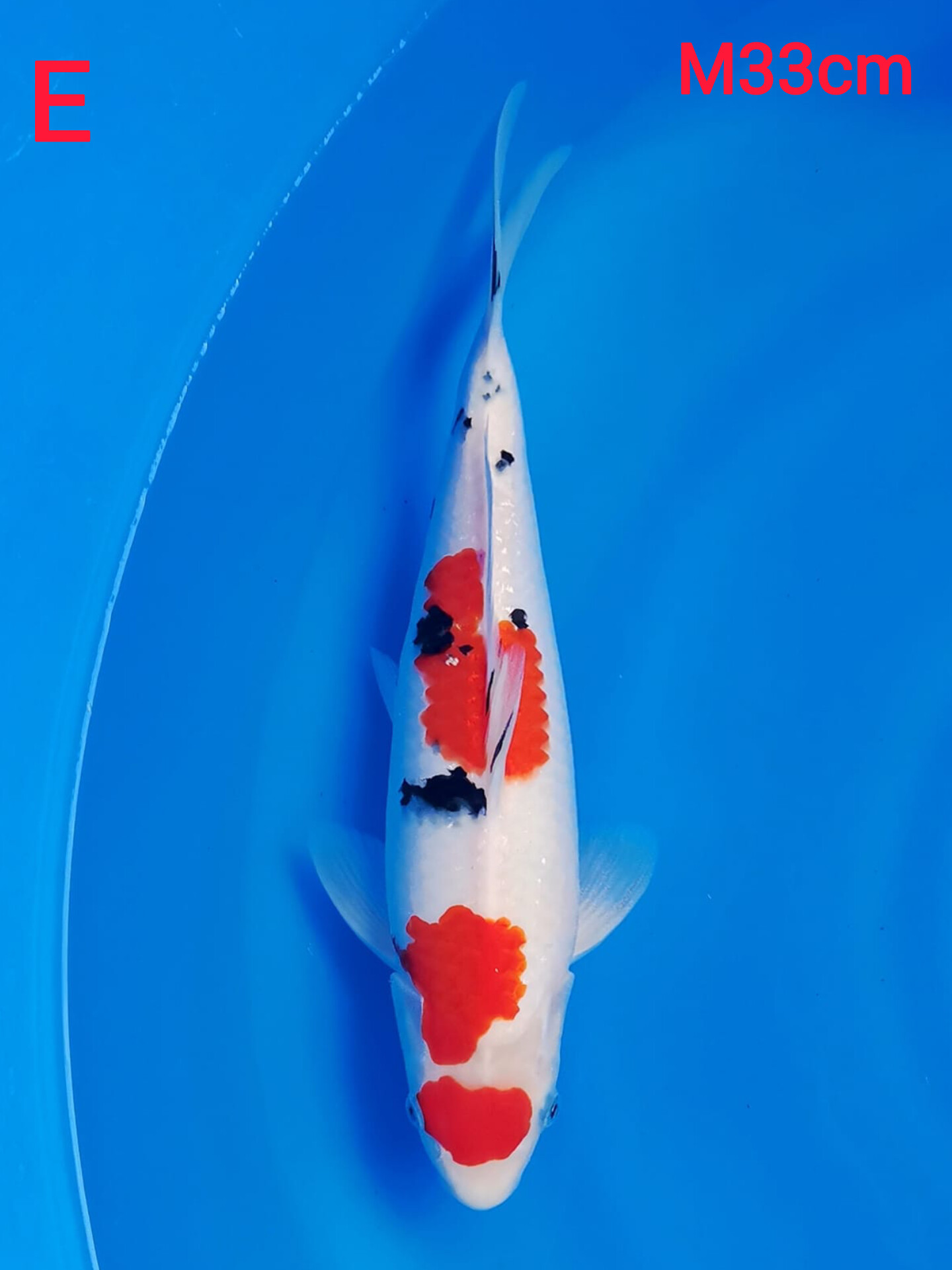 MARUTEN SANKE SUBOSUMI SUPER STRONG SHIROJI PUTIH BERSIH 33cm