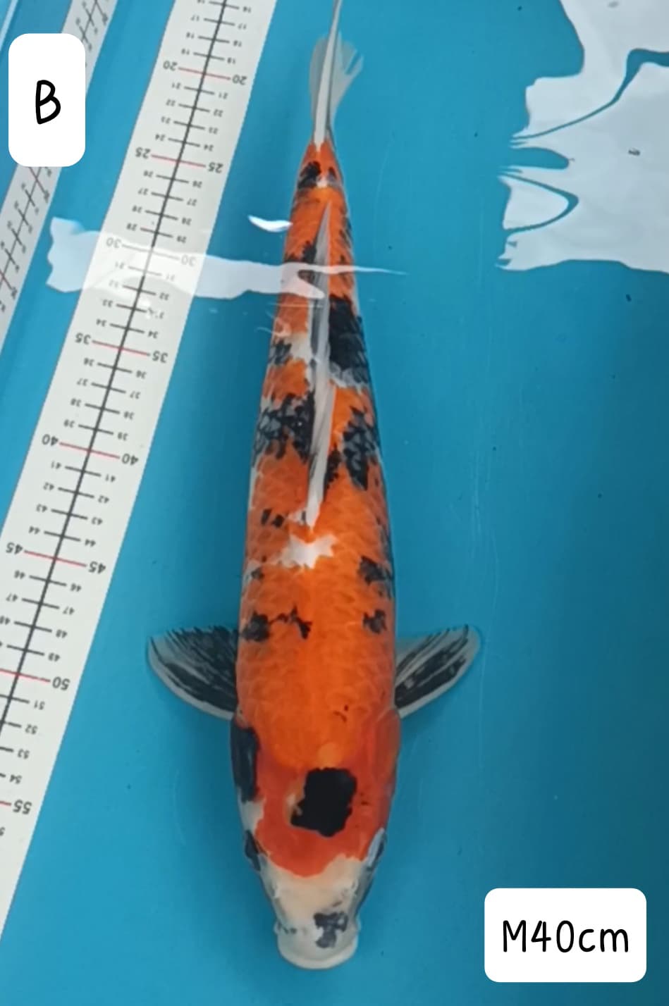 SOWA 40cm