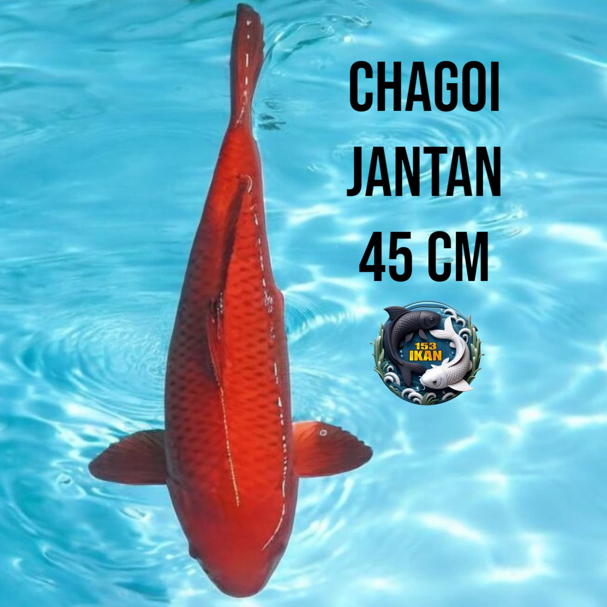 CHAGOI JANTAN 45cm