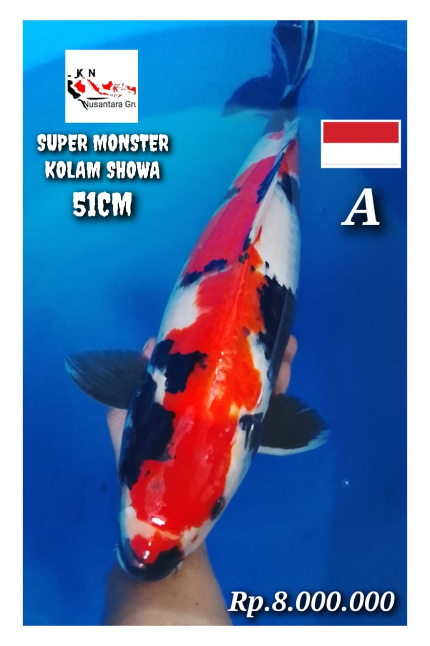 SUPER SHOWA SHANSOKU JUMBO ORIGINAL IKAN KELAS SULTAN LOKASI BOJONEGORO 51cm