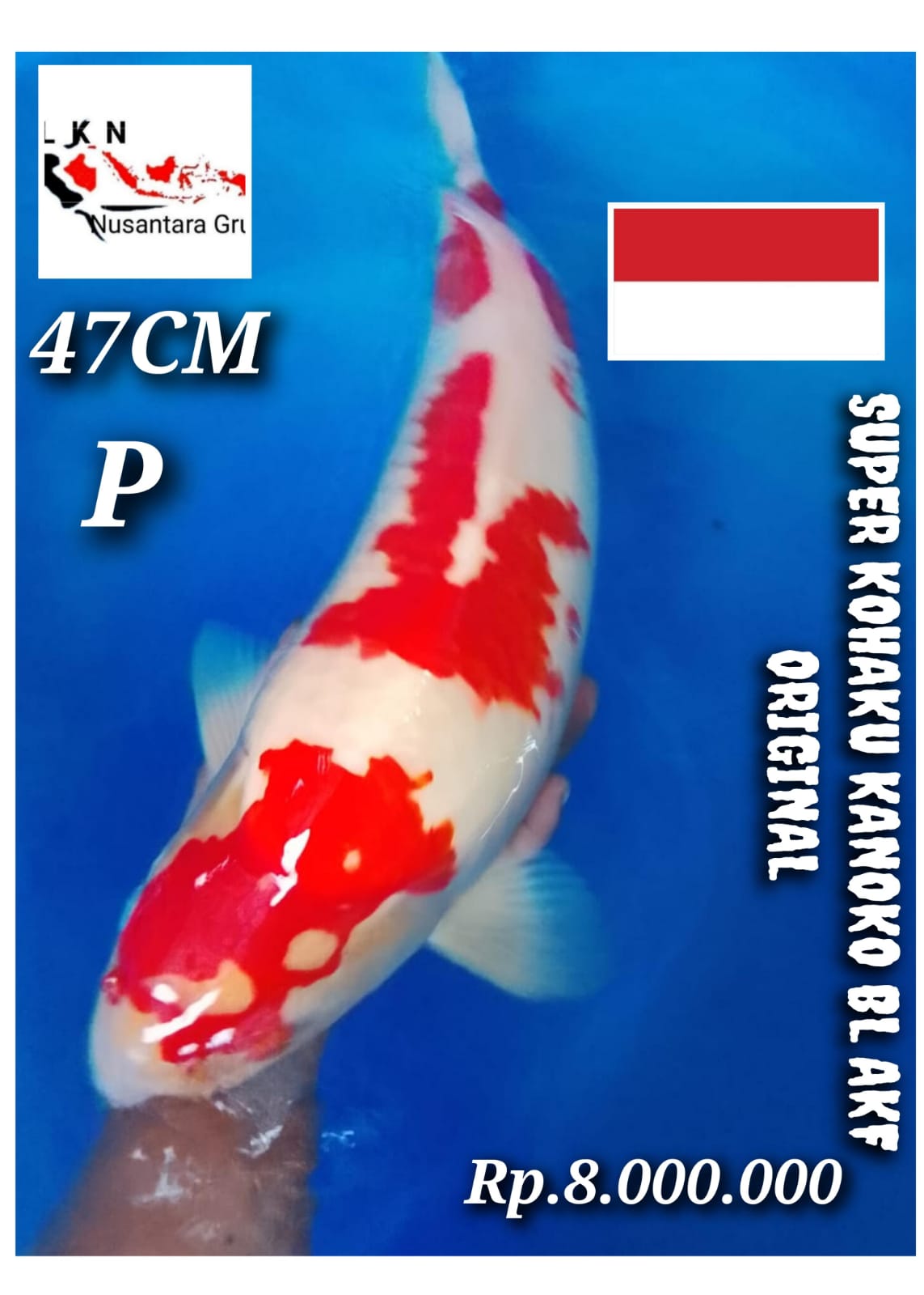 SUPER KOHAKU KANOKO ORIGINAL IKAN KELAS SULTAN ISTIMEWA LOKASI BOJONEGORO 47cm