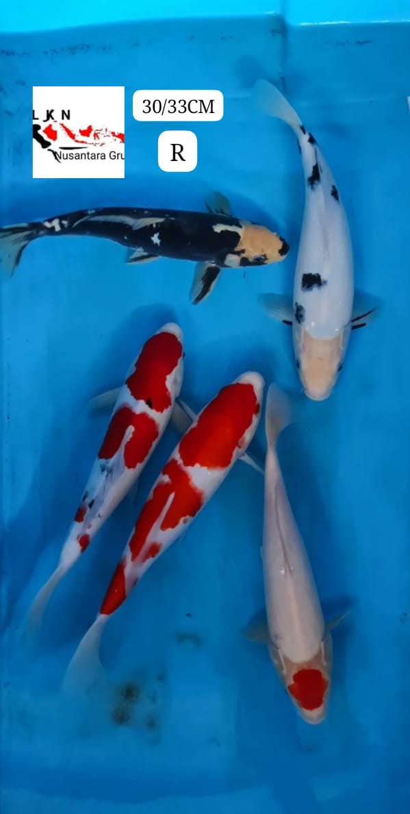 PKT 5 EKOR KOHAKU SHANKE KUMON BEKKO THANCO LOKASI BLITAR 3033cm