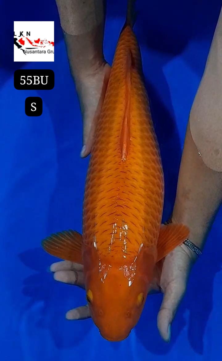 SUPER JUMBO CARAME ISTIMEWA LOKASI IKAN NGANJUK 55BU 53cm