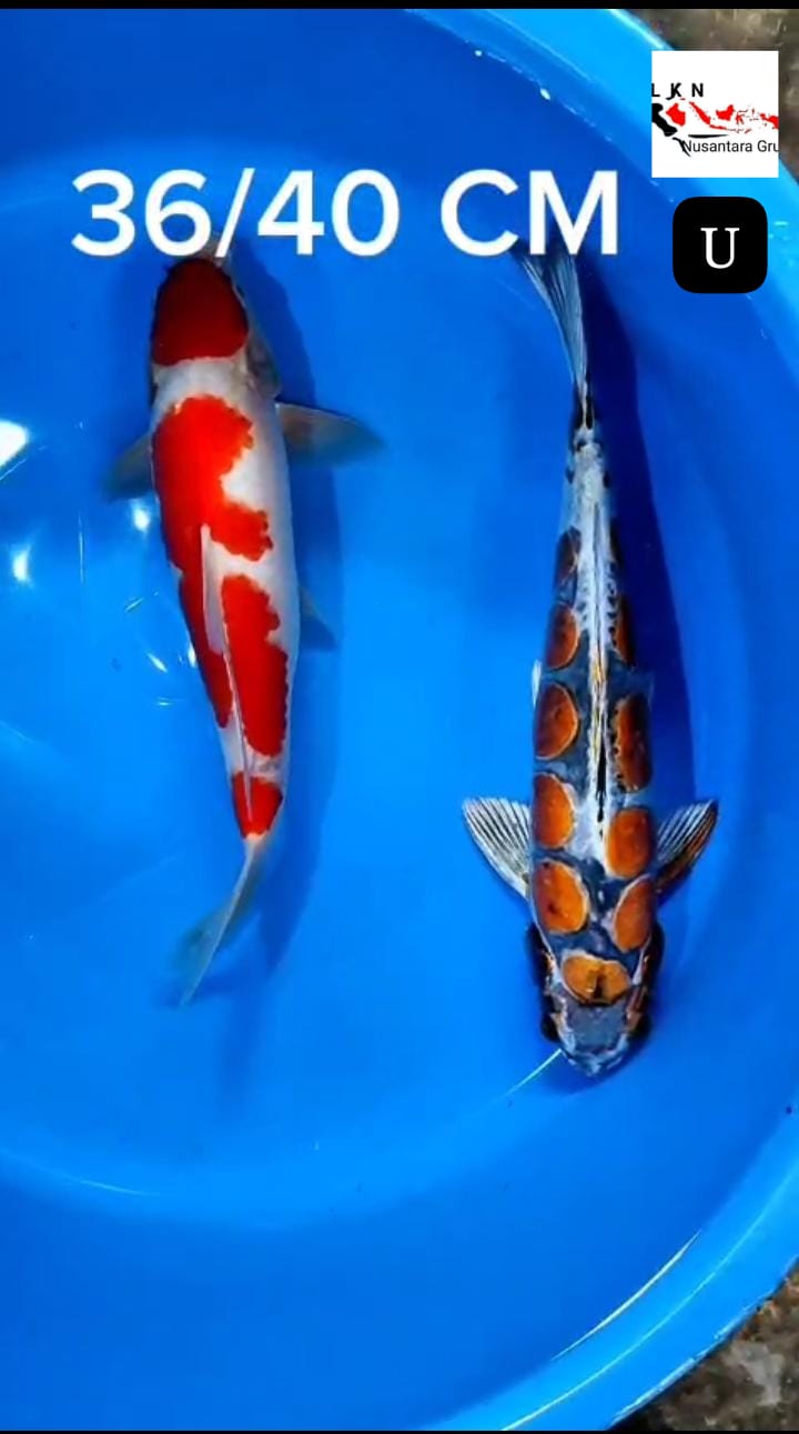 PKT 2 EKOR KOHAKU DAN KIKO ANTIK KOLEKSI PARA SULTAN 3640cm