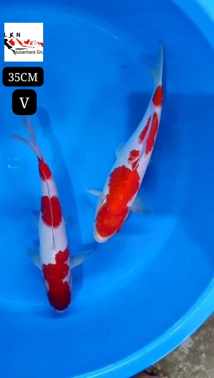 PKT 2 EKOR KOHAKU ORIGINAL ALL MALE PATREN ISTIMEWA LOKASI BLITAR 35cm