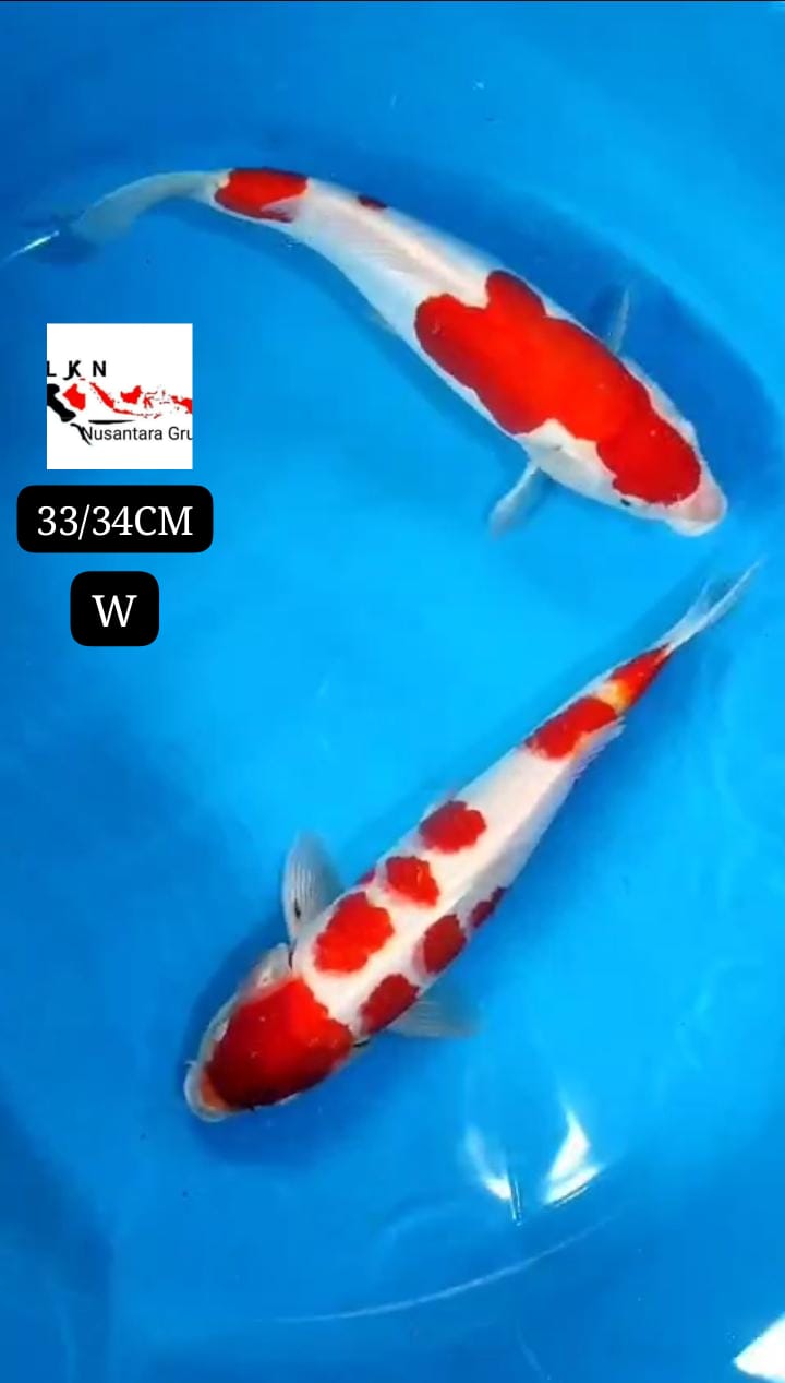 PKT 2 EKOR KOHAKU ORIGINAL DOIT SISIK PATREN ISTIMEWA LOKASI BLITAR 3334cm