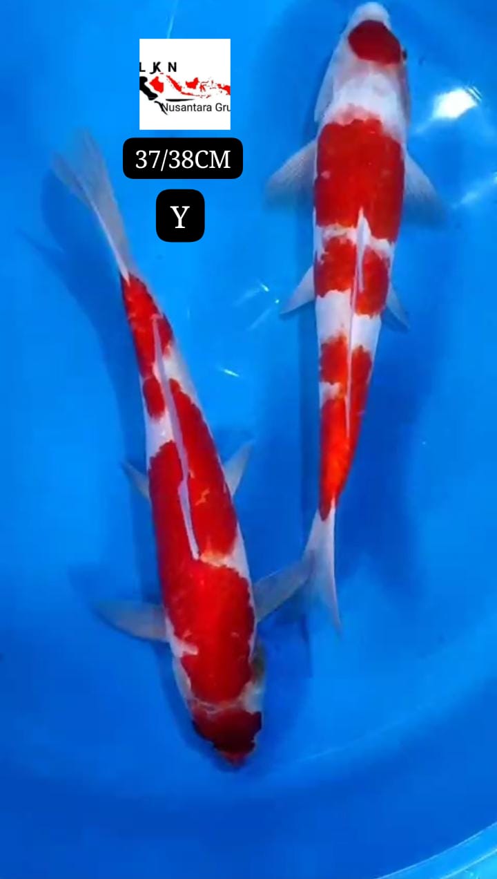 PKT 2 EKOR KOHAKU LOKASI BLITAR 3738cm