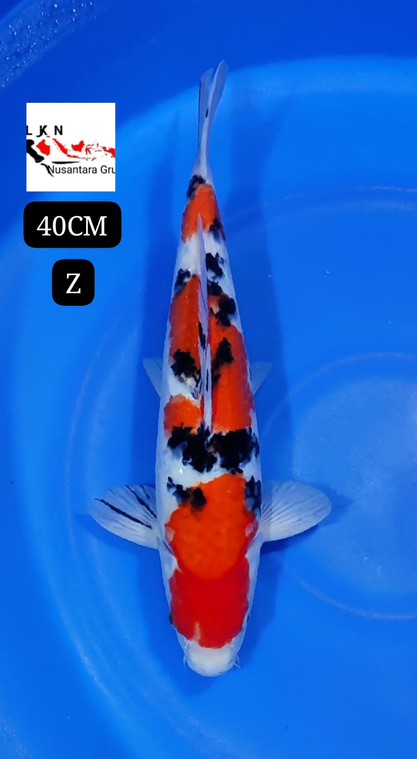 SHANKE SUBOSUMI BODYBULKY LOKASI BLITAR 40cm