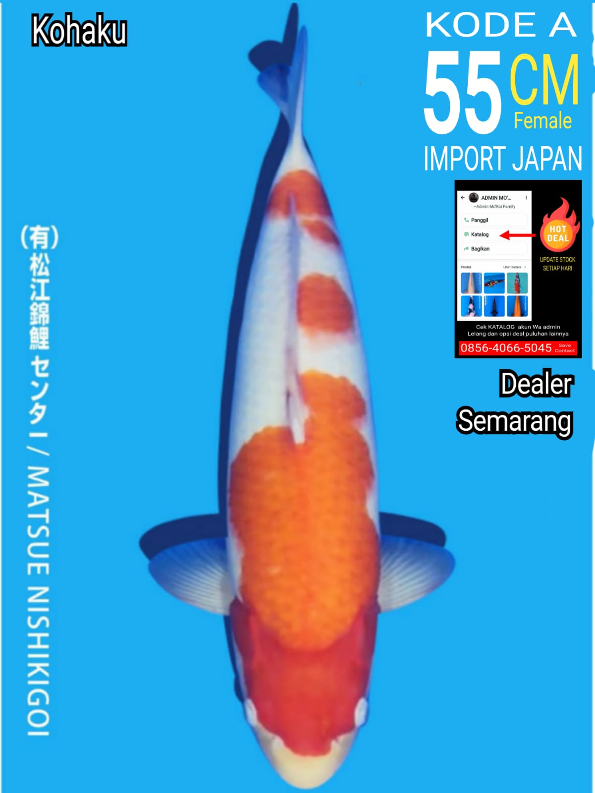 KOHAKU MATSUE 55cm