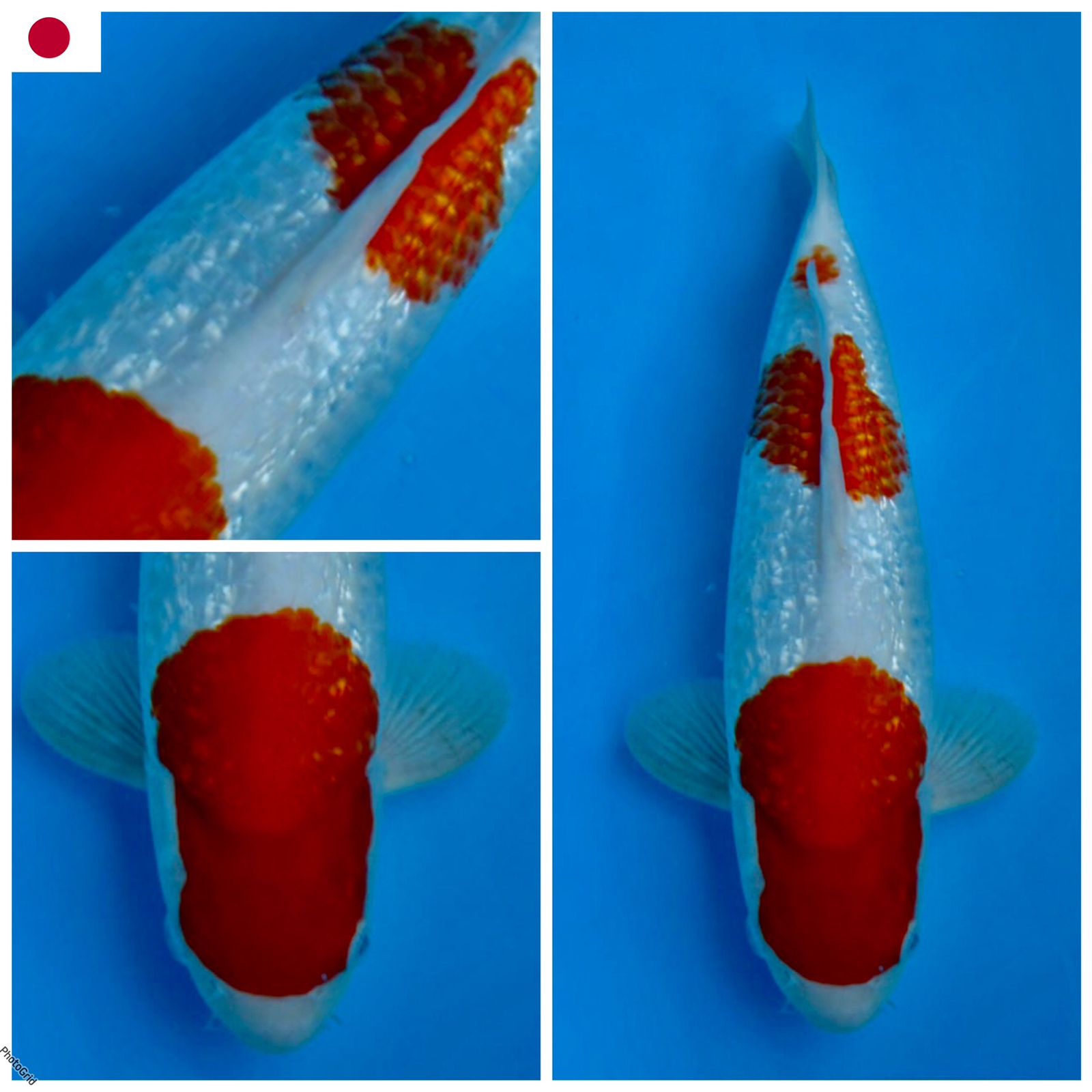 SUPER KOHAKU GINRIN BL SHINODA MALE 35cm