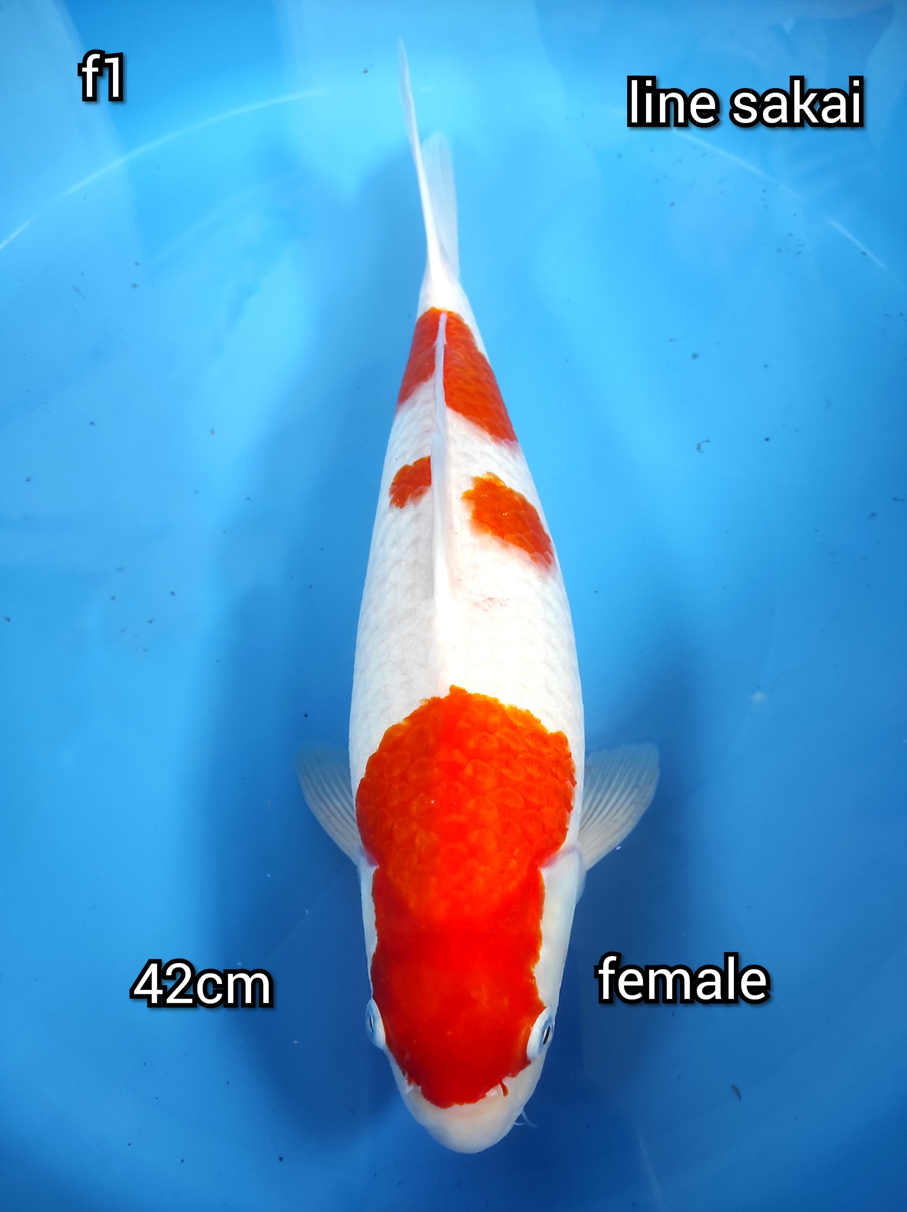 KOHAKU 3 STEP F1 LINE SAKAI CALON INDUKAN 42cm