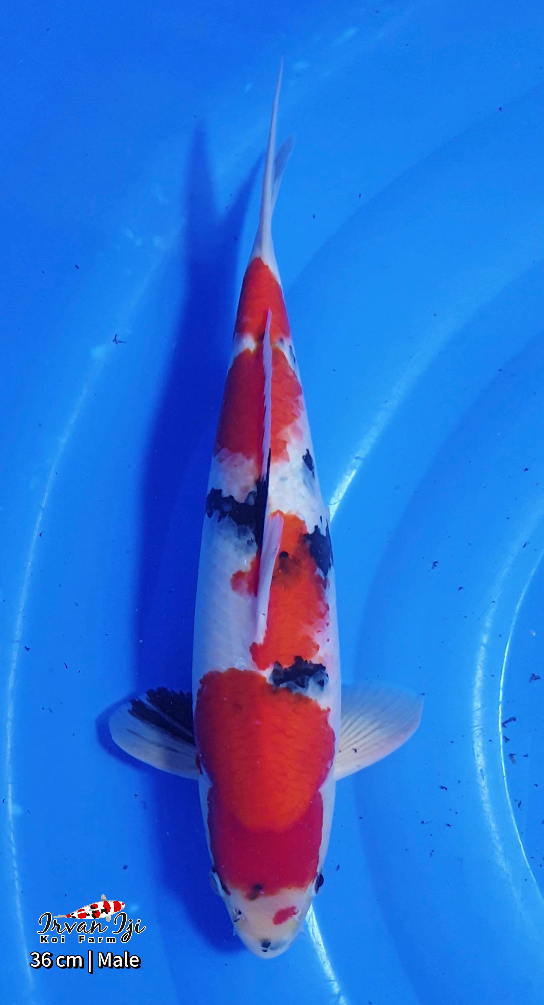 SHOWA 36cm
