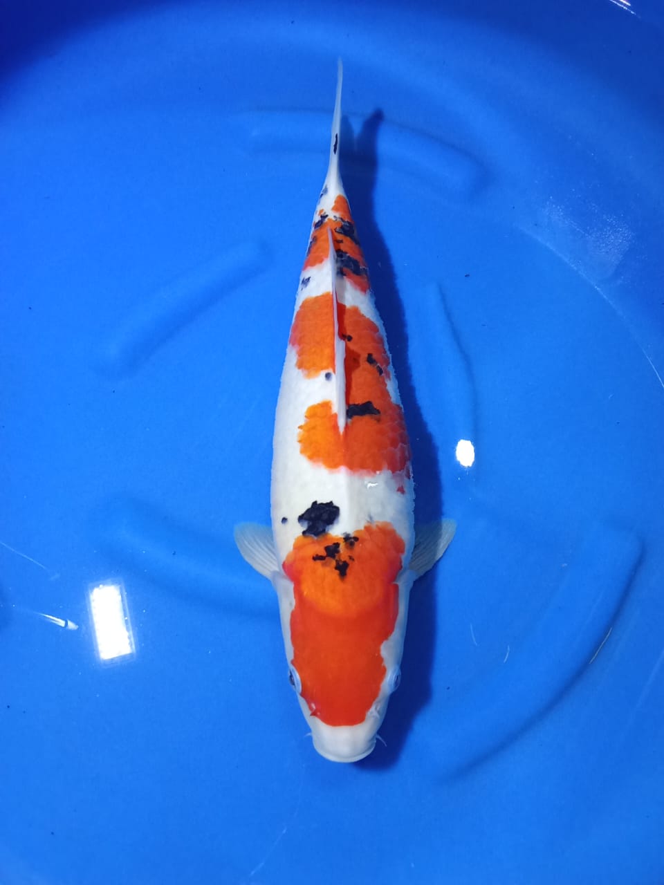 SANKEI 45cm