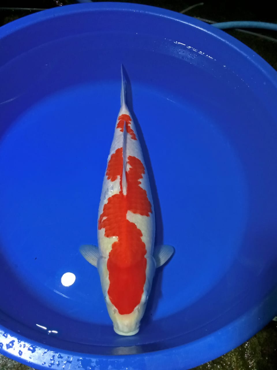 KOHAKU INAZUMA 50cm