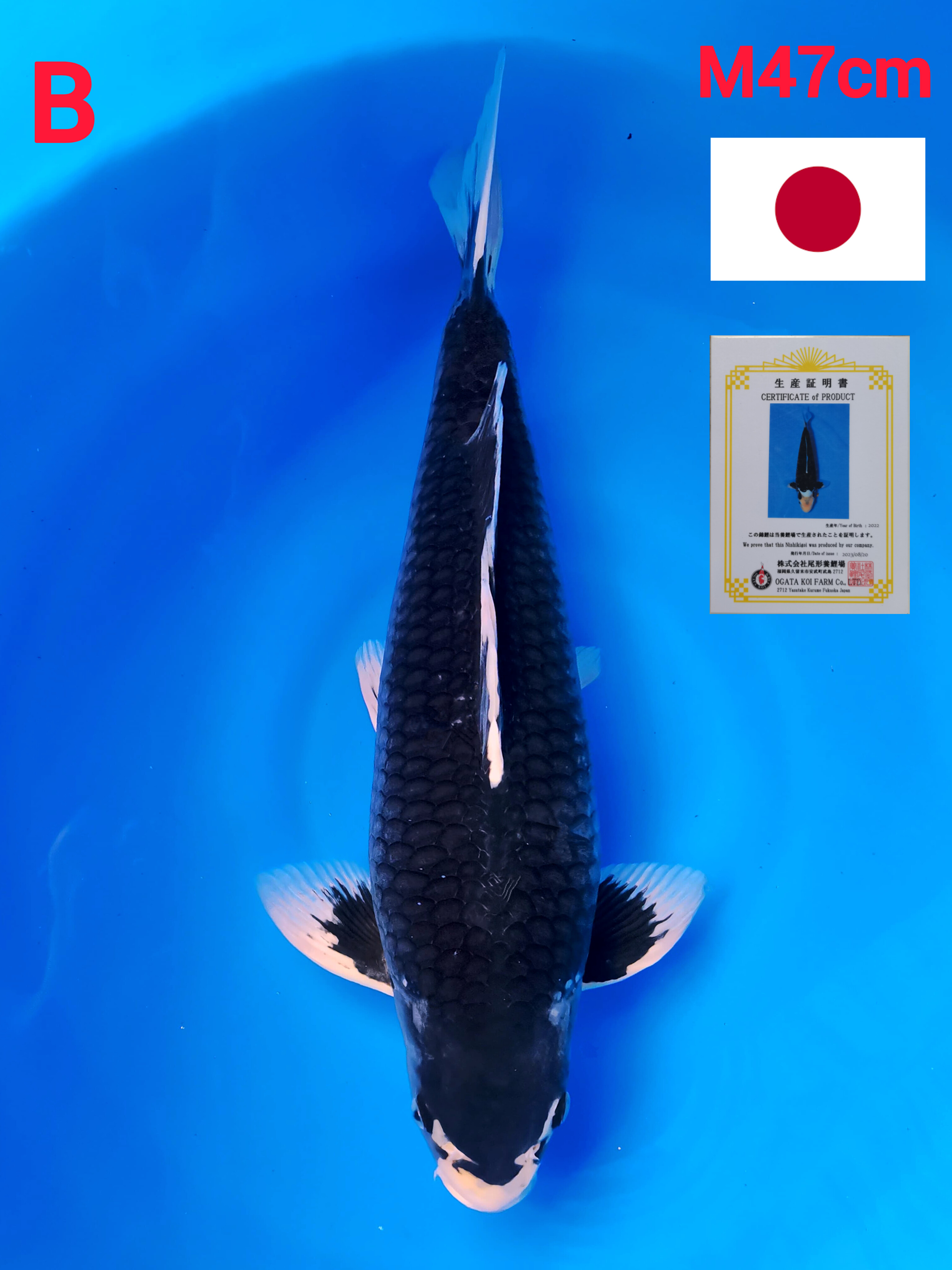 MATSUKAWABAKE IMPORT OGATA KOI FARM 47cm