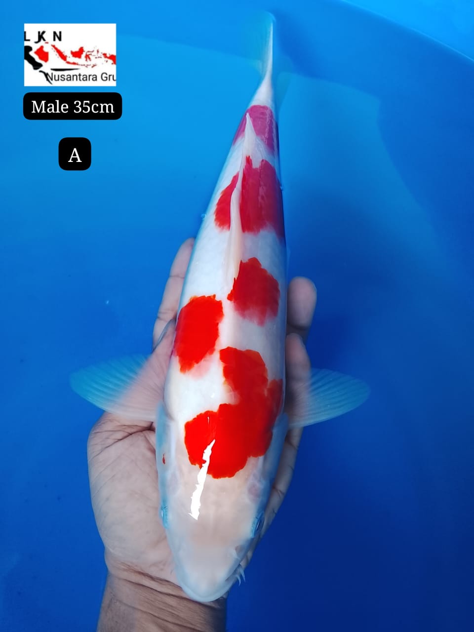 SUPER KOHAKU SAKURA ORIGINAL SKIN JOS POLA JOS SQ MALE LOKASI BOJONEGORO 35cm