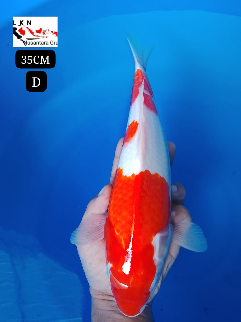 KOHAKU ORIGINAL BODY PUNUKBULKY LOKASI BOJONEGORO 35cm