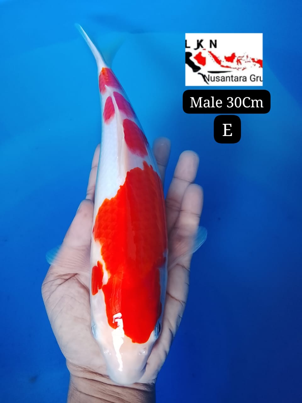 KOHAKU ORIGINAL MALE CALON BAKAT JUMBO LOKASI BOJONEGORO 30cm