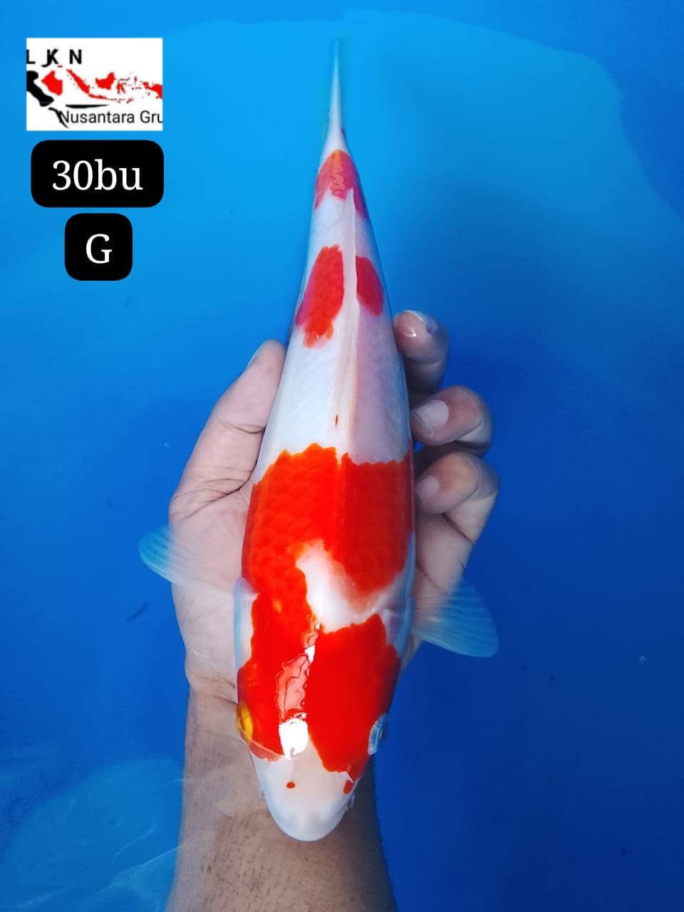 KOHAKU ORIGINAL BAKAT JUMBO LOKASI BOJONEGORO 30BU 29cm