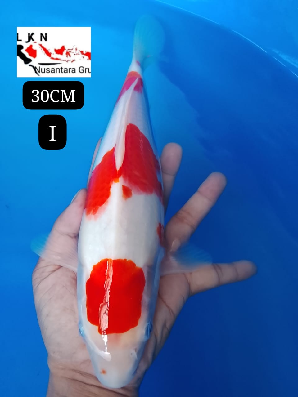 MARUTEN KOHAKU ORIGINAL SKIN PUTIH SALJU CALON BAKAT JUMBO LOKASI BOJONEGORO 30cm