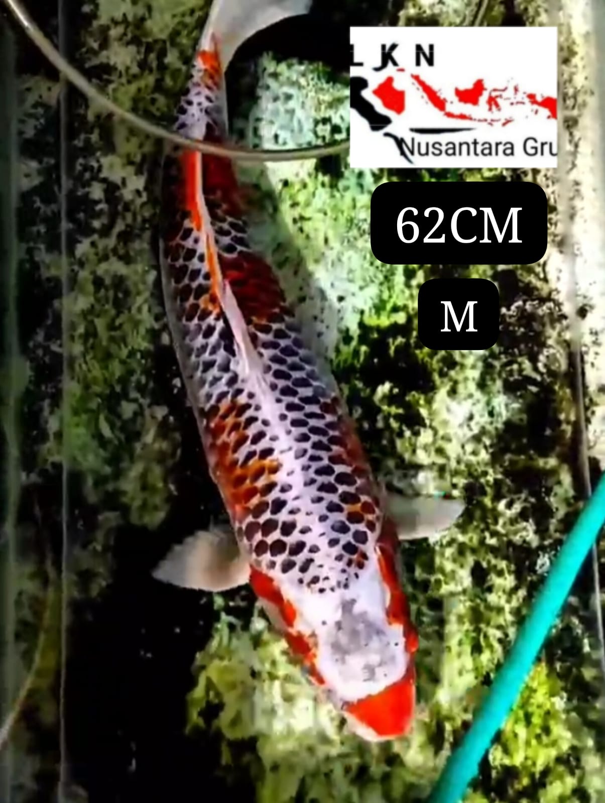 SUPER JUMBO SUPER KUJAKU ISTIMEWA MONSTER KOLAM LOKASI BLITAR 62cm