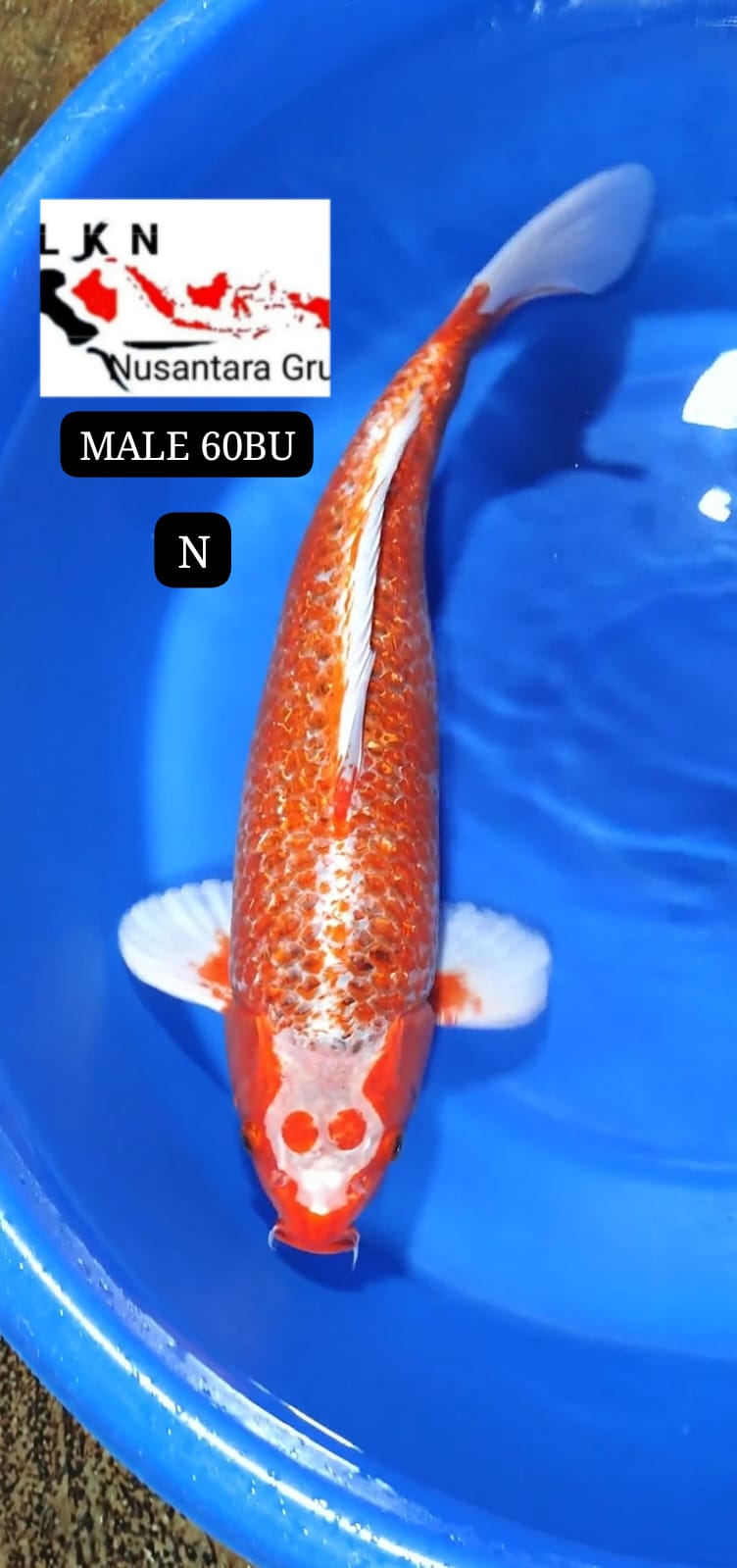 SUPER ANTIK JUMBO CALON KOLEKSI JOS DI KOLAM ANDA LOKASI BLITAR 60BU 58cm